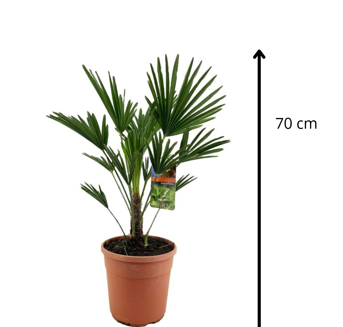 Trachycarpus wagnerianus